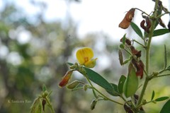 Rhynchosia acutissima